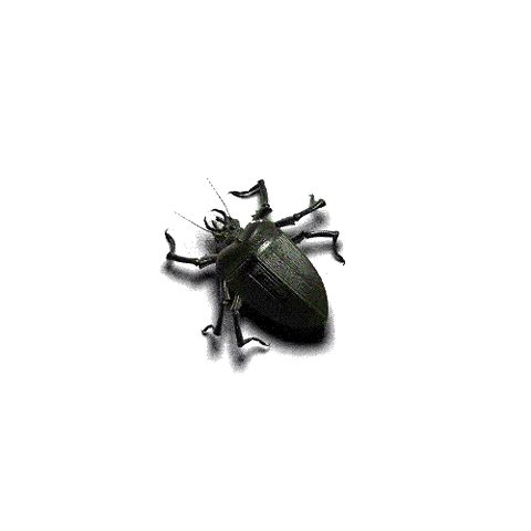 animated insect gif